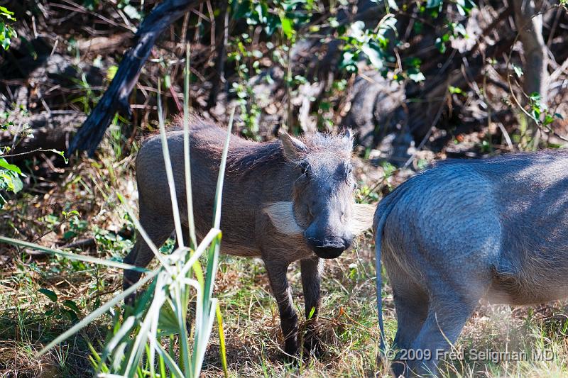 20090613_114116 D300 X1.jpg - Warthogs weigh 100-300 lbs and run quite well and can also jump